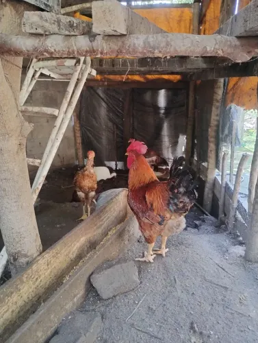 Galo gsb
