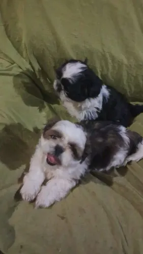 Cachorro da raça Shitzu