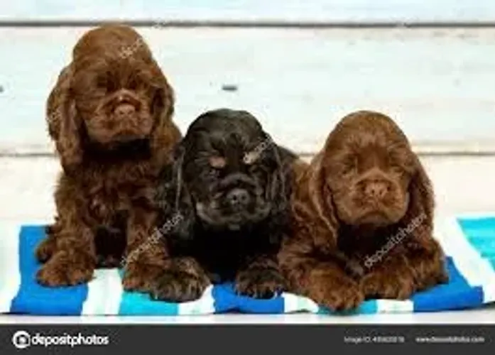 Cocker Spaniel "Meu olhar fala tudo."