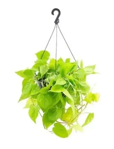 Muda De Jiboia Verde Limão Neon 