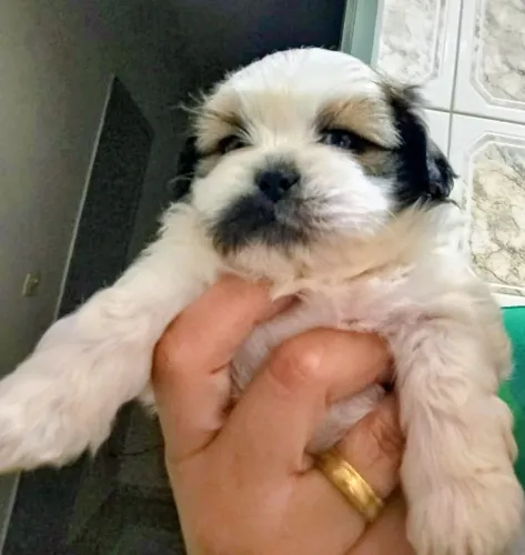 Vende se Shitzu femea