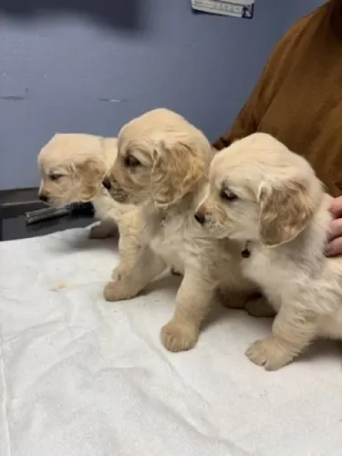Filhotes de Golden Retriever | Filhote cheio de charme.