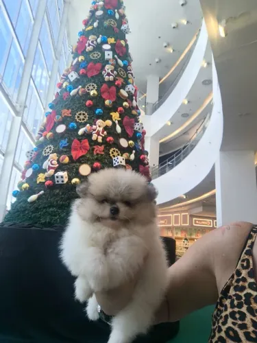 lulu da Pomerânia