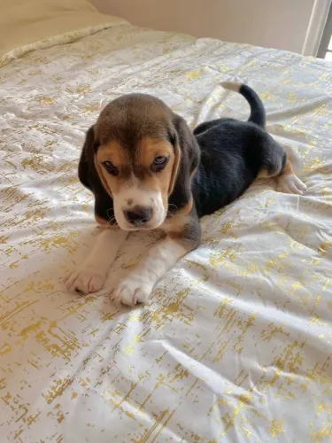 Beagle Uma fofura que pode mudar completamente sua lista de opções