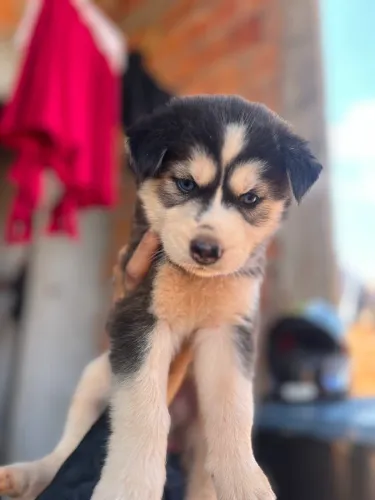 Filhote Husky Siberiano