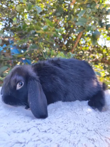 Coelho Mini Lop