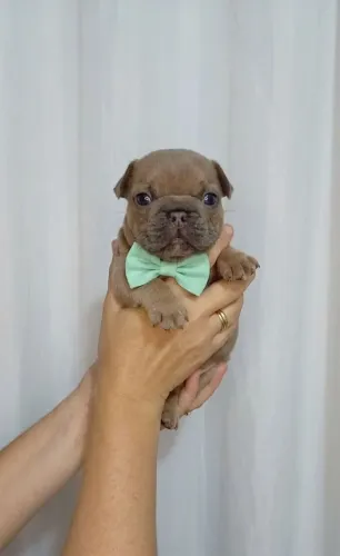 Filhote de Bulldog Francês Macho