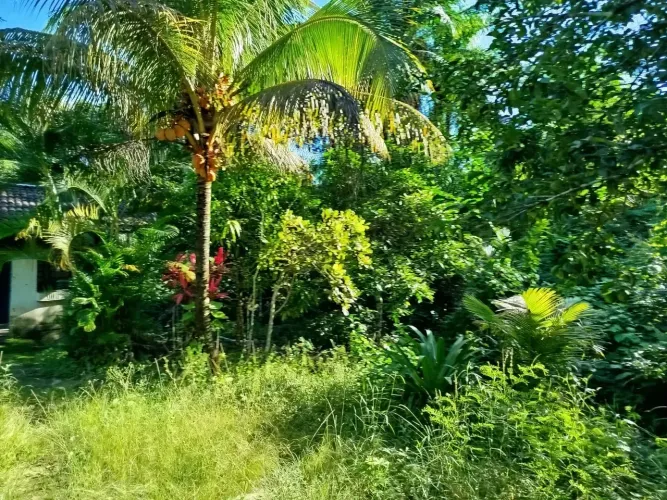 Vendemos um Sítio na entrada de Vila Rica em Jaboatão dos Guararapes, muito bom.R$:310 mil