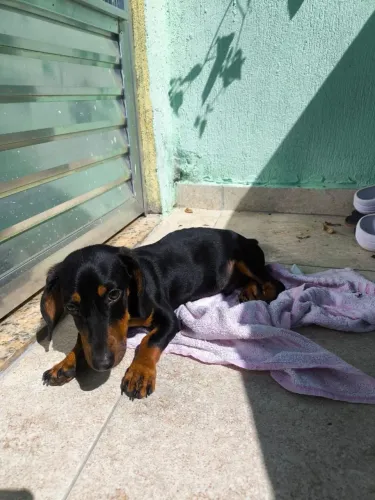Filhote Dachshund (salsicha)