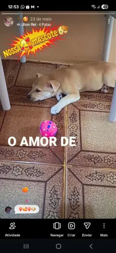 Doação de filhote