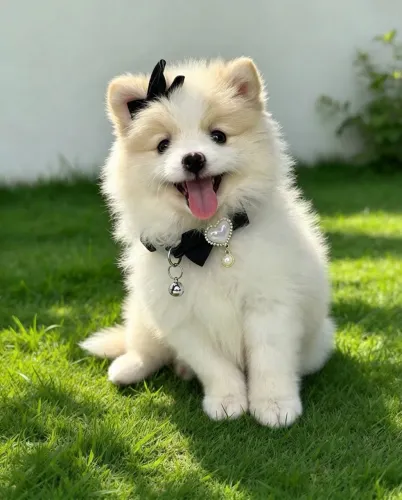 Lulu Da Pomerania