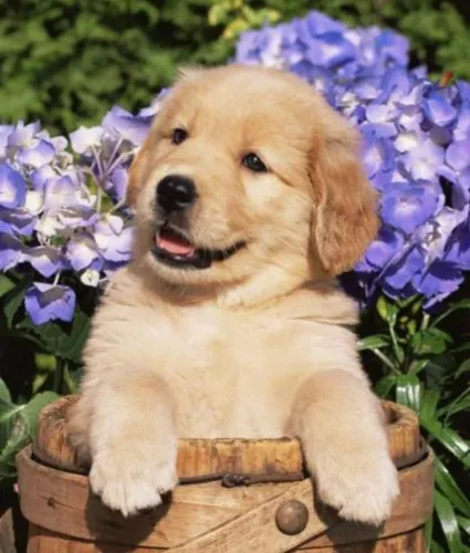 Golden Retriever Filhotes Amigos Pra Toda Vida.