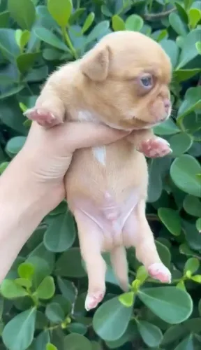 Chihuahua