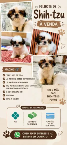 Vende se cachorro 