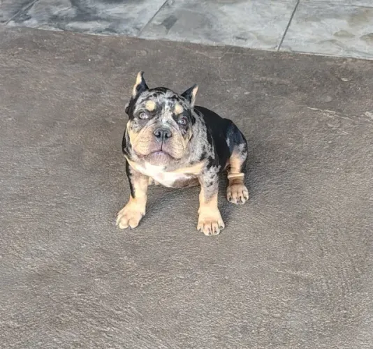 Vendo exótic bully