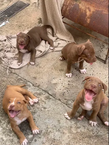 Pitbull filhotes (doações) interessados ou para mais informações chamar