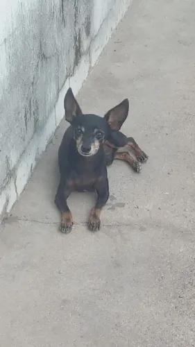 Cachorro