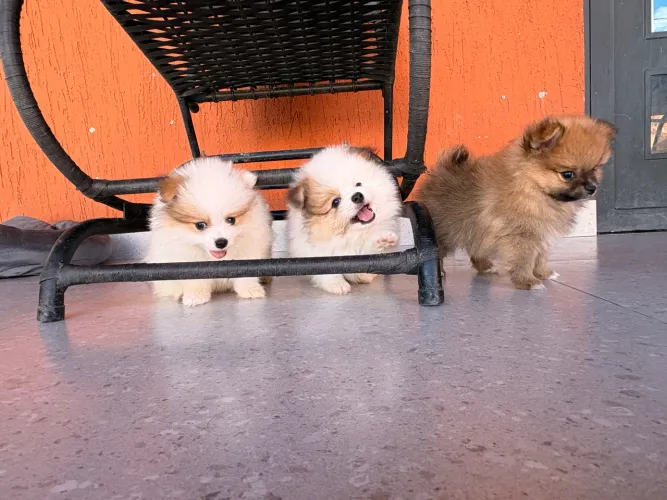 Filhotes machos Lulu da pomerania/ Spitz alemão anão