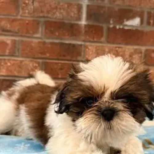 Shih Tzu,Shih Tzu Filhote Disponível Alta Qualidade