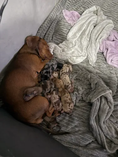 Filhote de Dachshund