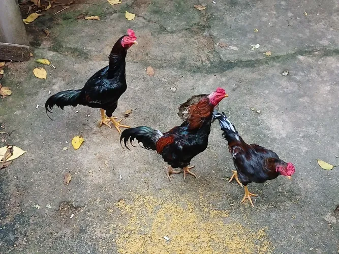 Galos ? de raça