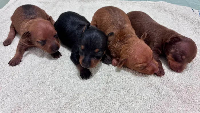 Pinscher 1