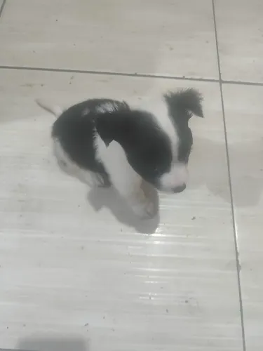 Cachorro porte pequeno
