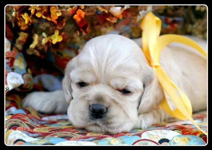 Cocker spaniel lindo e carinhoso