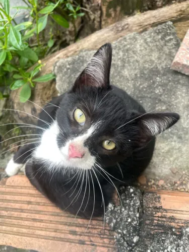 Gatinho para adoção 
