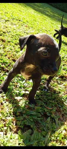 Pincher fêmea 1 com 66 dias