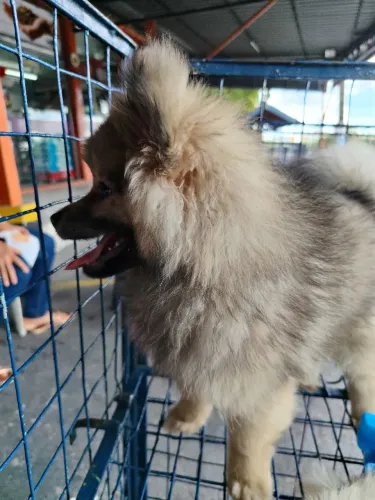 Filhote de Spitz Alemão 