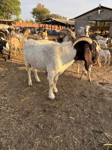 Vende-se bode bôer puro 