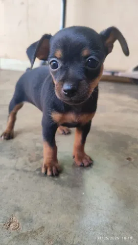 Pinscher 1 