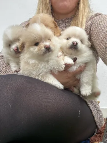 Bebês spitz alemão