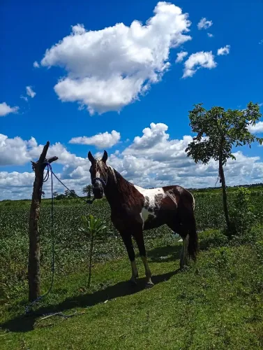 Cavalos