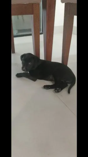 Cachorrinha para adoção 