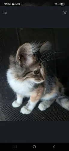 Gata para adoção 