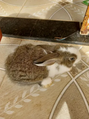 Coelhos