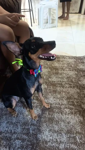 Cachorro Pincher