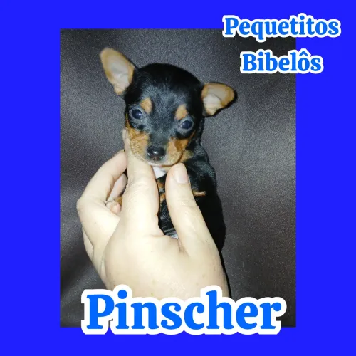 Pinscher machinho ratinho