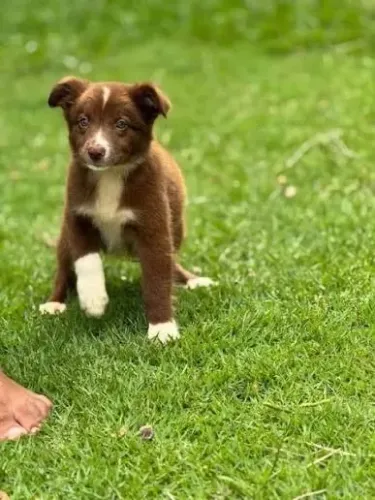 Border collie Conseguimos segurar para você 