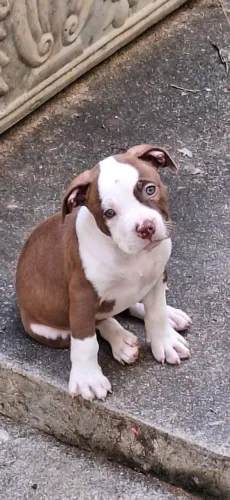 Venda filhotes de Pitbull (marrom com branco - 2 meses)