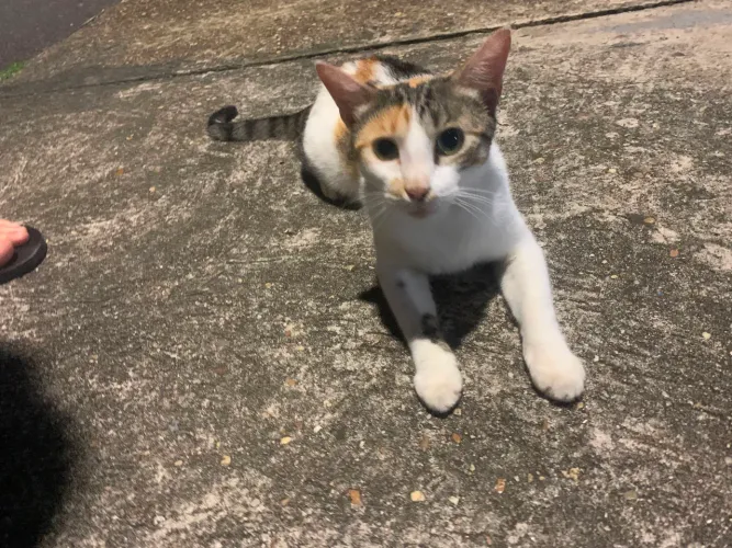 Gata para adoção!