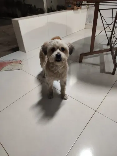 Cachorro para Adoção responsável