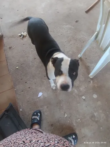 Pitbull