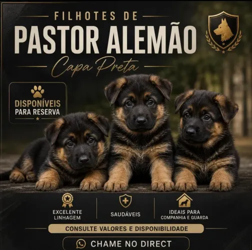 Filhote pastor alemão pedigree