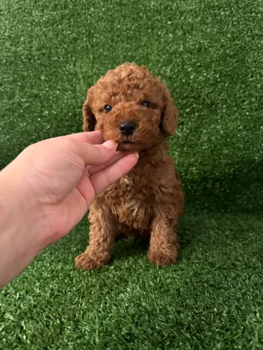 Poodle Toy abricot com vacinado e vermifugado entrega hoje