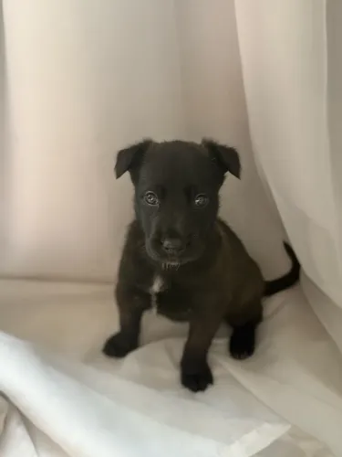 Filhote Pastor Belga Malinois