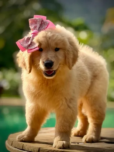 Goldens para Armação de Buzios