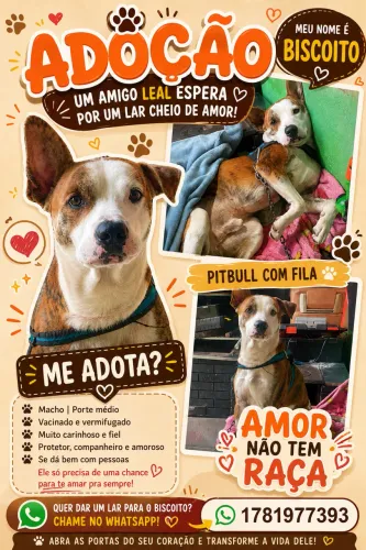 ? BISCOITO PROCURA UM LAR! ? DOAÇÃO